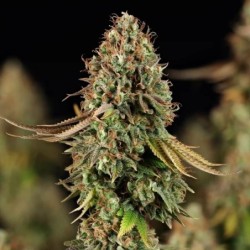 Purple Punch semi cannabis Royal Queen Seeds