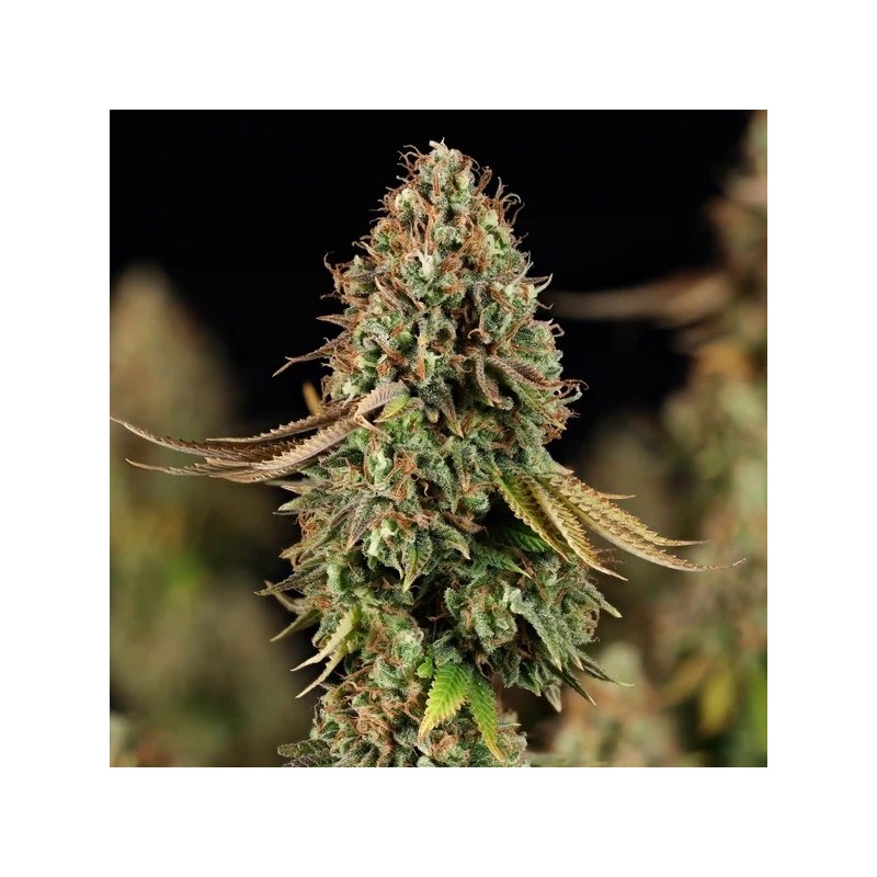 Purple Punch semi cannabis Royal Queen Seeds