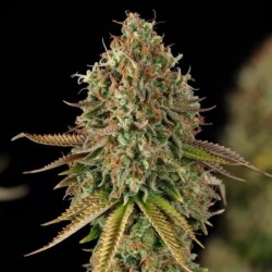 Purple Punch semi cannabis Royal Queen Seeds