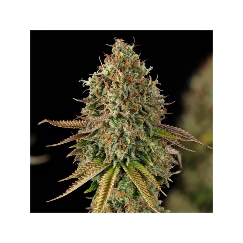 Purple Punch semi cannabis Royal Queen Seeds