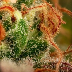Purple Punch semi cannabis Royal Queen Seeds