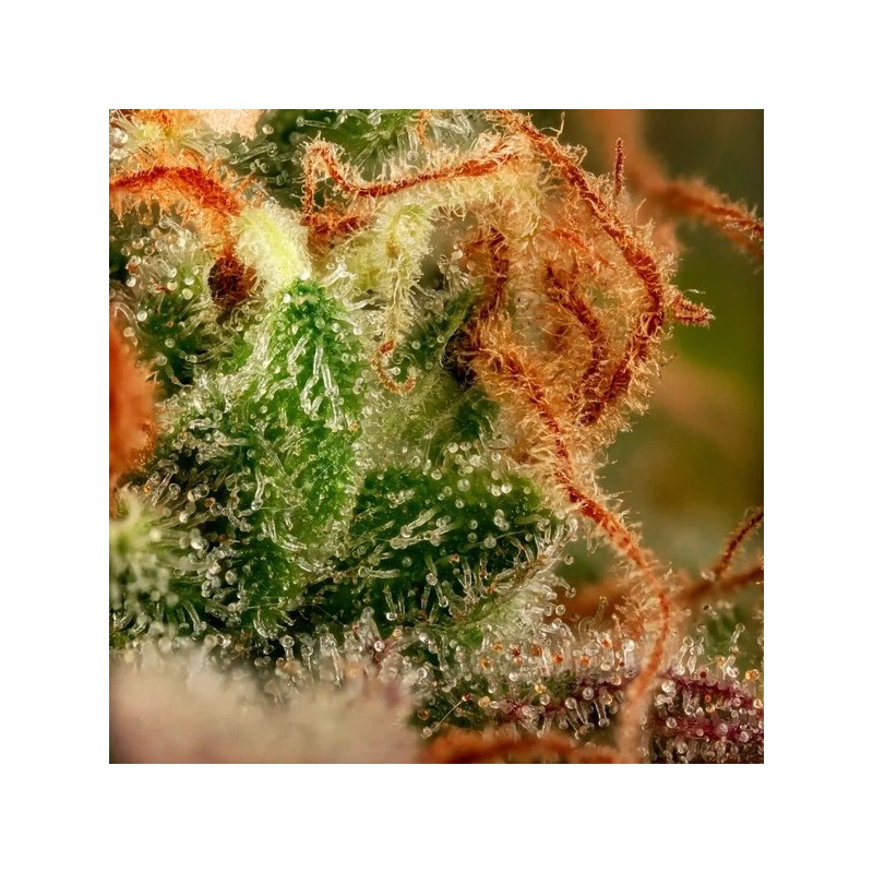 Purple Punch semi cannabis Royal Queen Seeds