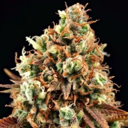 Purple Punch semi cannabis Royal Queen Seeds