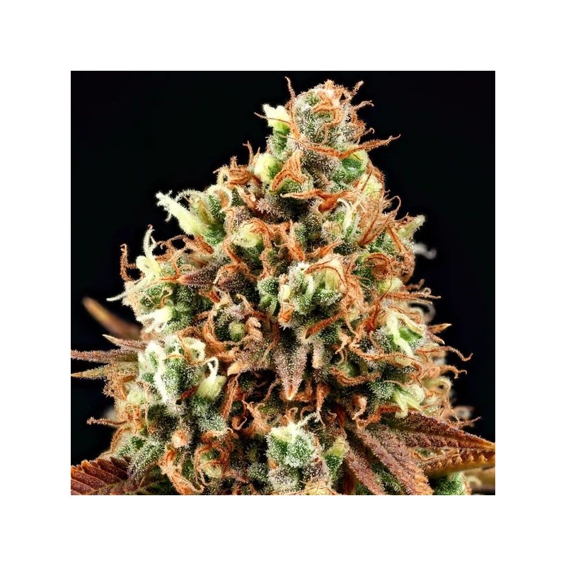 Purple Punch semi cannabis Royal Queen Seeds