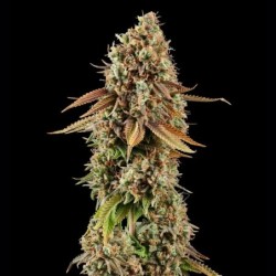 Purple Punch semi cannabis Royal Queen Seeds