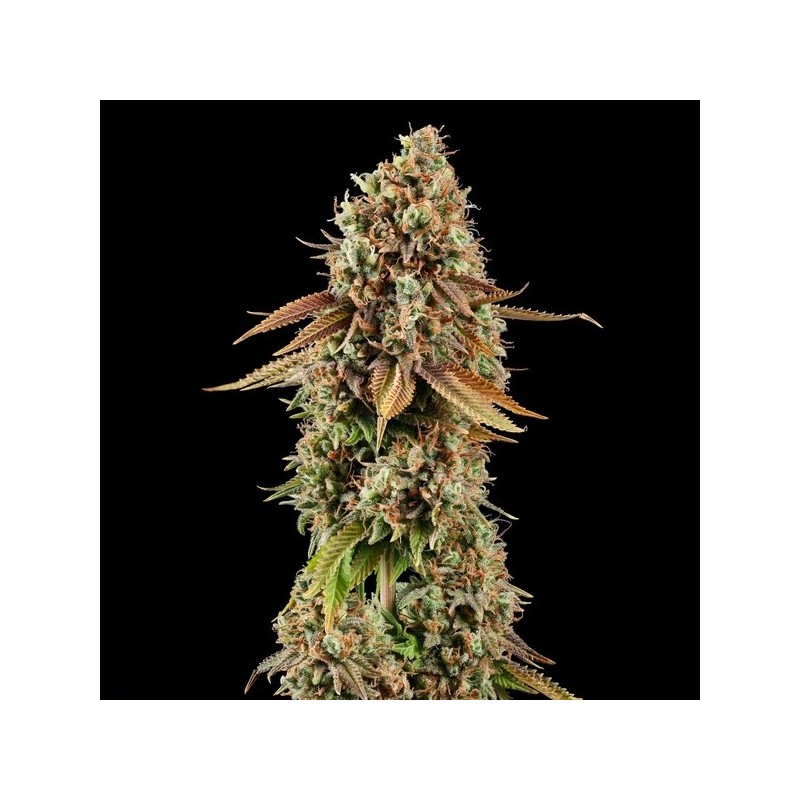 Purple Punch semi cannabis Royal Queen Seeds