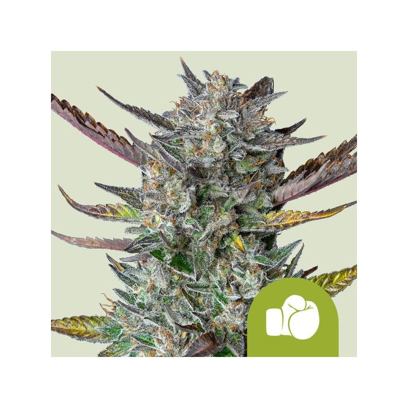 Purple Punch Auto semi cannabis Royal Queen Seeds