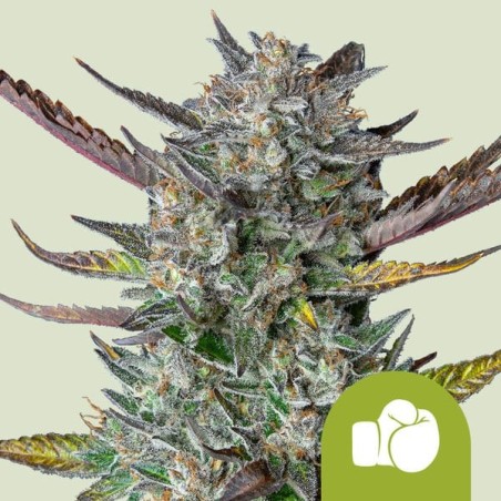 Purple Punch Auto semi cannabis Royal Queen Seeds