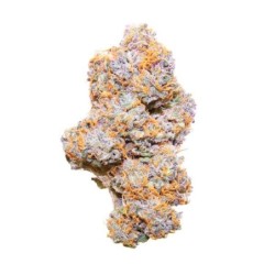 Purple Punch Auto semi cannabis Royal Queen Seeds