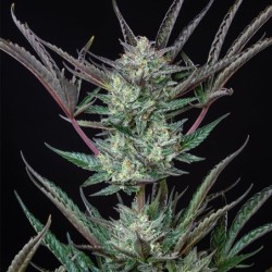 Purple Punch Auto semi cannabis Royal Queen Seeds