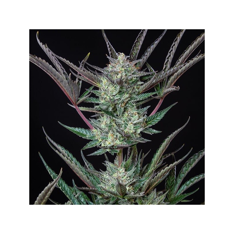 Purple Punch Auto semi cannabis Royal Queen Seeds