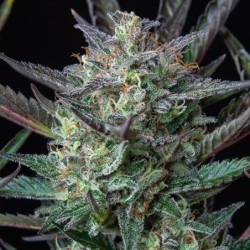 Purple Punch Auto semi cannabis Royal Queen Seeds