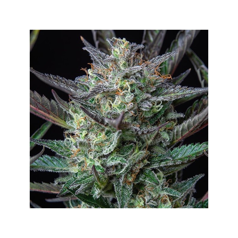 Purple Punch Auto semi cannabis Royal Queen Seeds