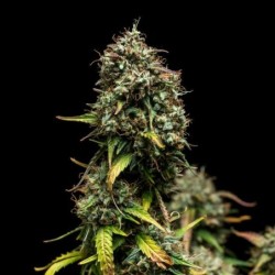 Purple Punch Auto semi cannabis Royal Queen Seeds