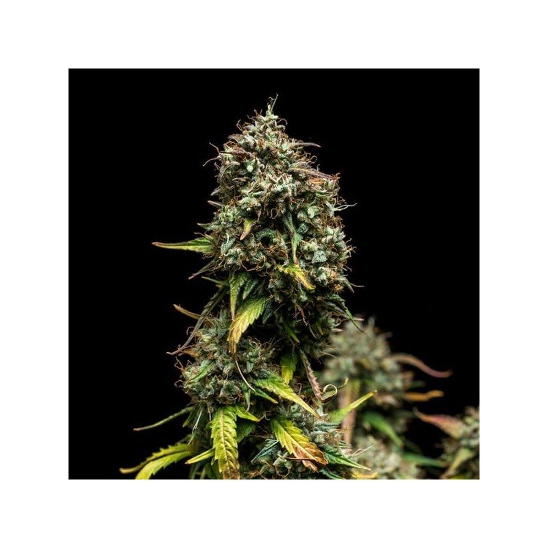 Purple Punch Auto semi cannabis Royal Queen Seeds