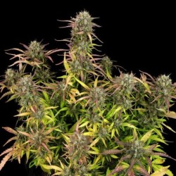 Purple Punch Auto semi cannabis Royal Queen Seeds