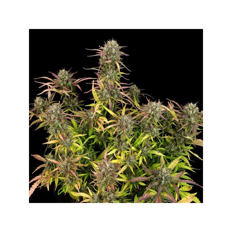 Purple Punch Auto semi cannabis Royal Queen Seeds