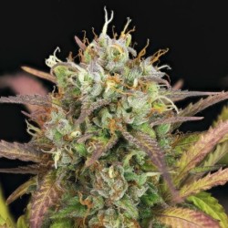 Purple Punch Auto semi cannabis Royal Queen Seeds