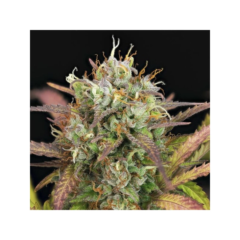 Purple Punch Auto semi cannabis Royal Queen Seeds