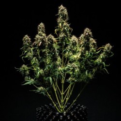 Purple Punch Auto semi cannabis Royal Queen Seeds