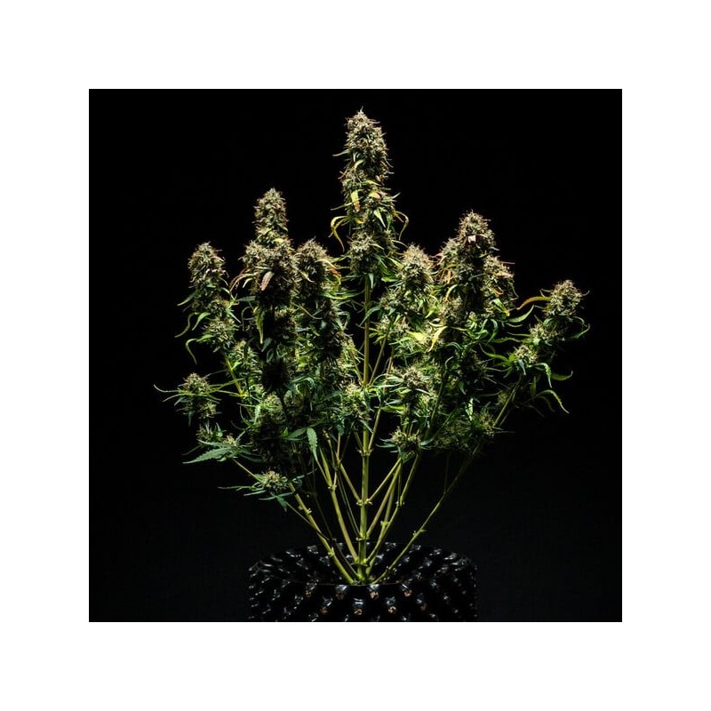 Purple Punch Auto semi cannabis Royal Queen Seeds