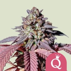 Purple Queen semi cannabis Royal Queen Seeds
