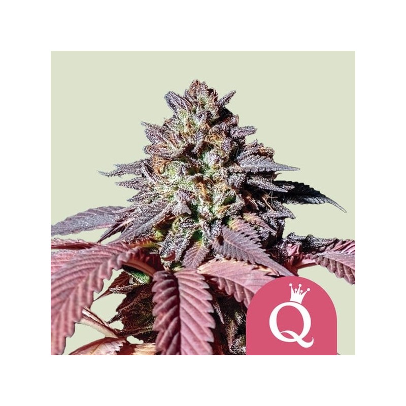 Purple Queen semi cannabis Royal Queen Seeds