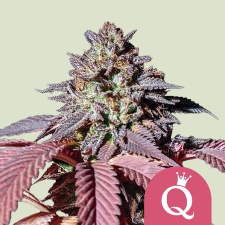 Purple Queen semi cannabis Royal Queen Seeds