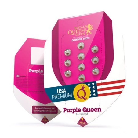 Purple Queen semi cannabis Royal Queen Seeds