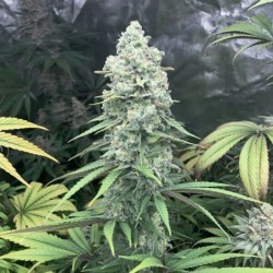 Purple Queen semi cannabis Royal Queen Seeds