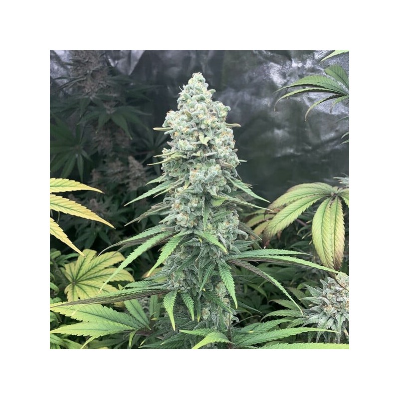 Purple Queen semi cannabis Royal Queen Seeds