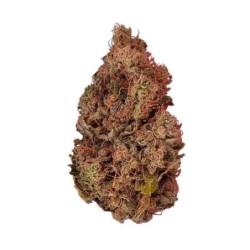 Purple Queen semi cannabis Royal Queen Seeds