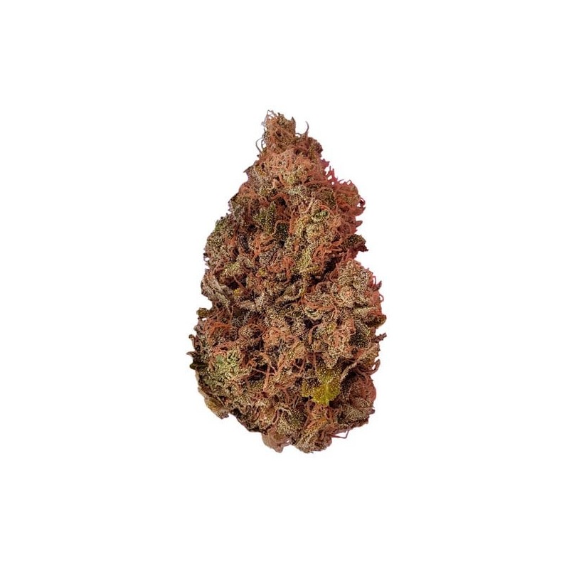 Purple Queen semi cannabis Royal Queen Seeds