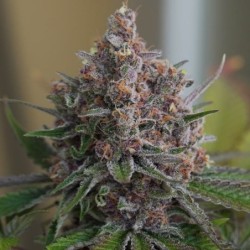 Purple Queen semi cannabis Royal Queen Seeds