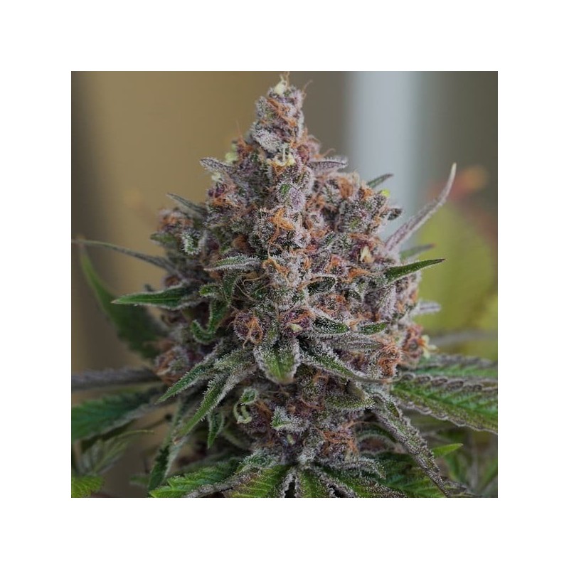 Purple Queen semi cannabis Royal Queen Seeds