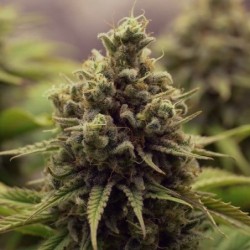 Purple Queen semi cannabis Royal Queen Seeds