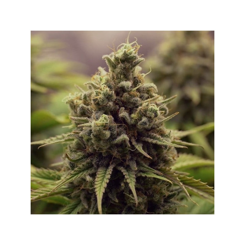 Purple Queen semi cannabis Royal Queen Seeds