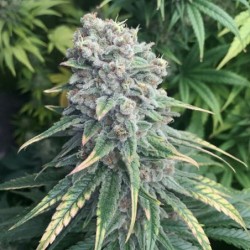 Purple Queen semi cannabis Royal Queen Seeds