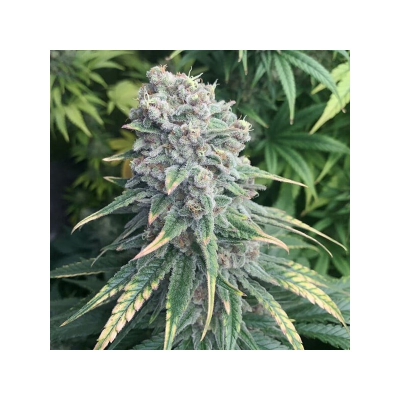 Purple Queen semi cannabis Royal Queen Seeds
