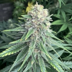 Purple Queen semi cannabis Royal Queen Seeds
