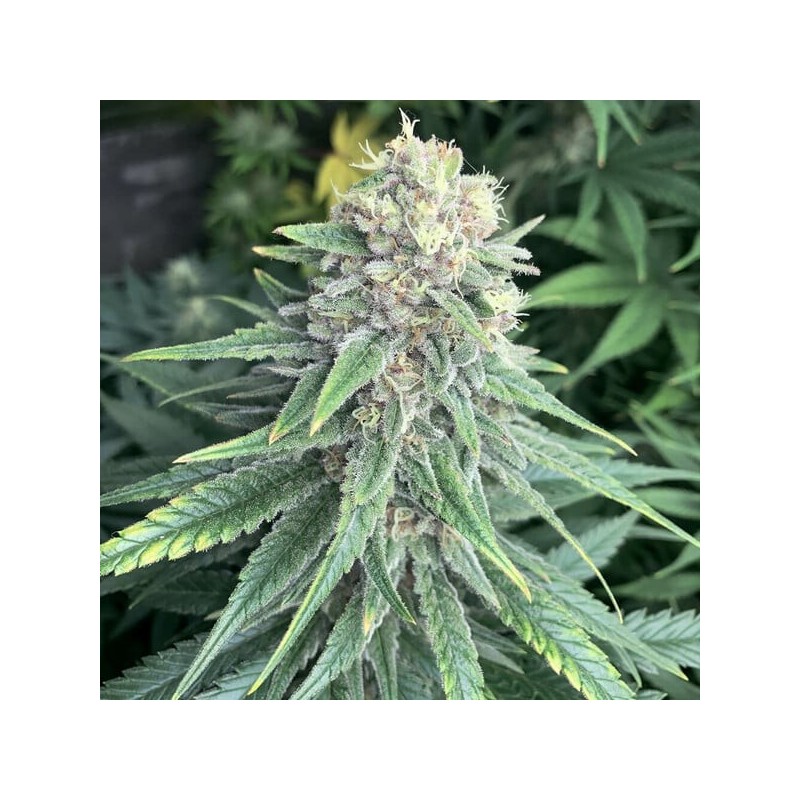 Purple Queen semi cannabis Royal Queen Seeds