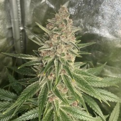 Purple Queen semi cannabis Royal Queen Seeds