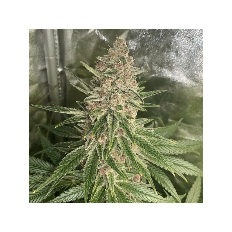 Purple Queen semi cannabis Royal Queen Seeds