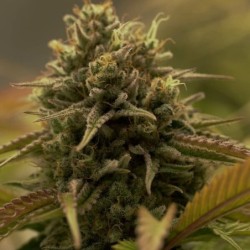 Purple Queen semi cannabis Royal Queen Seeds