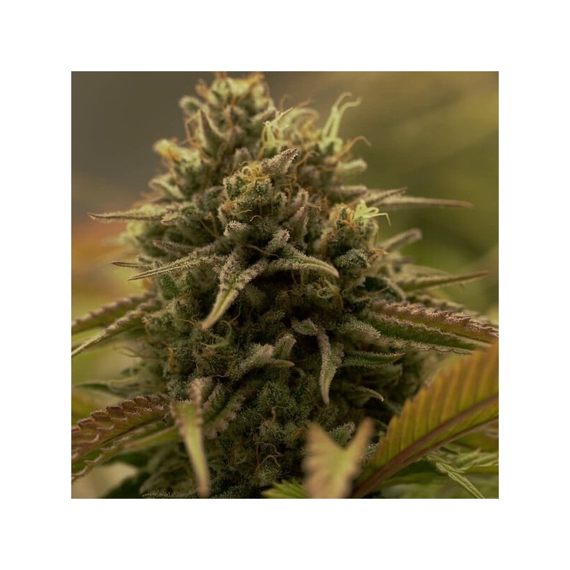 Purple Queen semi cannabis Royal Queen Seeds