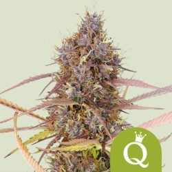 Purple Queen Auto semi cannabis Royal Queen Seeds