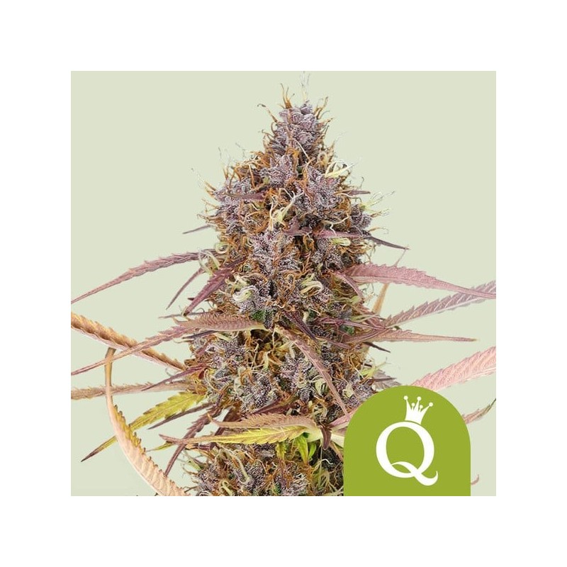 Purple Queen Auto semi cannabis Royal Queen Seeds