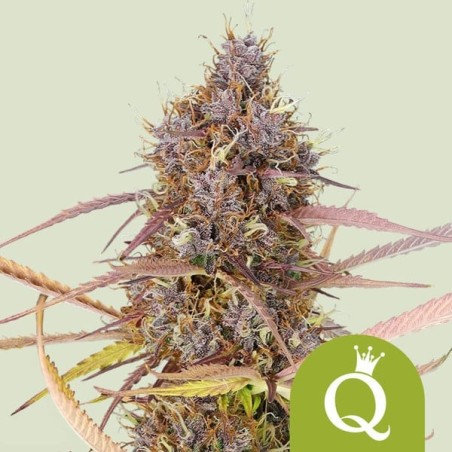 Purple Queen Auto semi cannabis Royal Queen Seeds