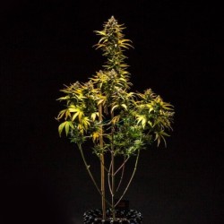 Purple Queen Auto semi cannabis Royal Queen Seeds
