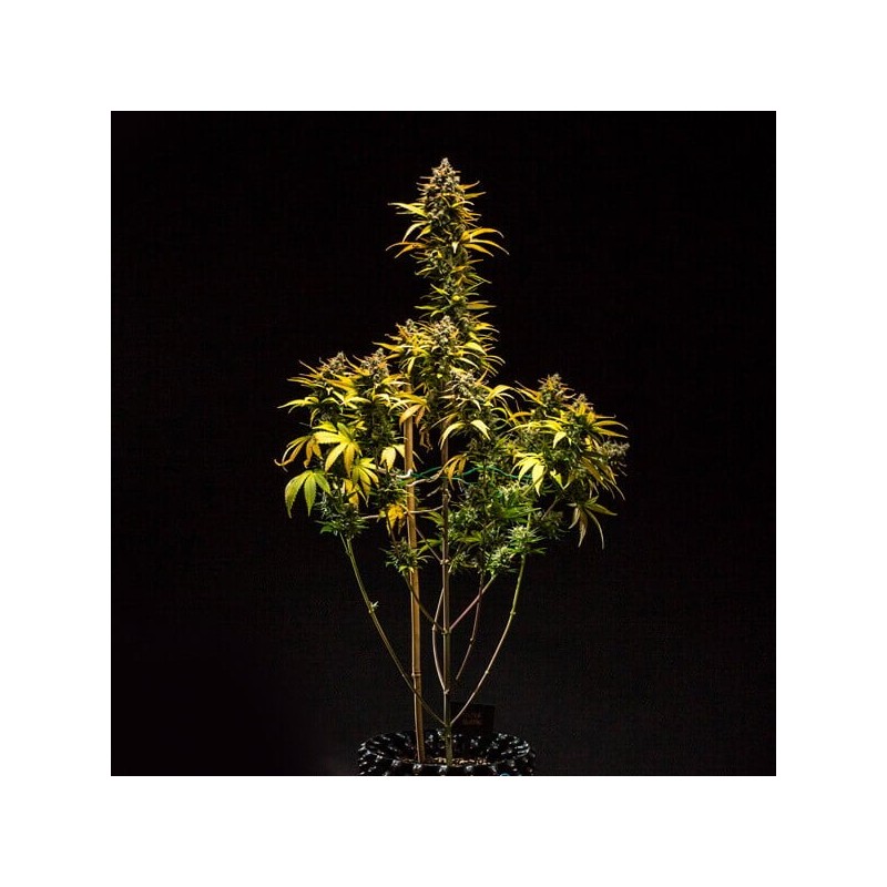 Purple Queen Auto semi cannabis Royal Queen Seeds
